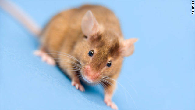 t1larg.mouse.ts.jpg