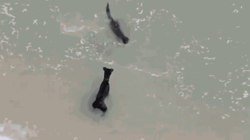 tumblr_o4np9sENeN1s02vreo3_500.gif