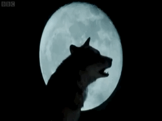 f3e81d0133152f6a6b1e8a19ff367bf8.gif