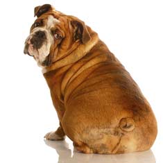 1259090375_annoying-bulldogbutt-ed.jpg