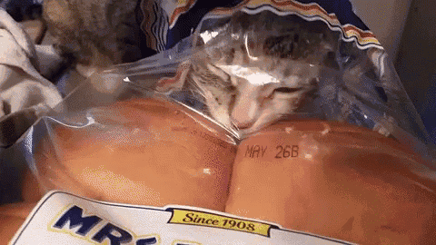 cat-bread.gif