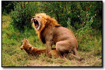 lion%20mating.jpg