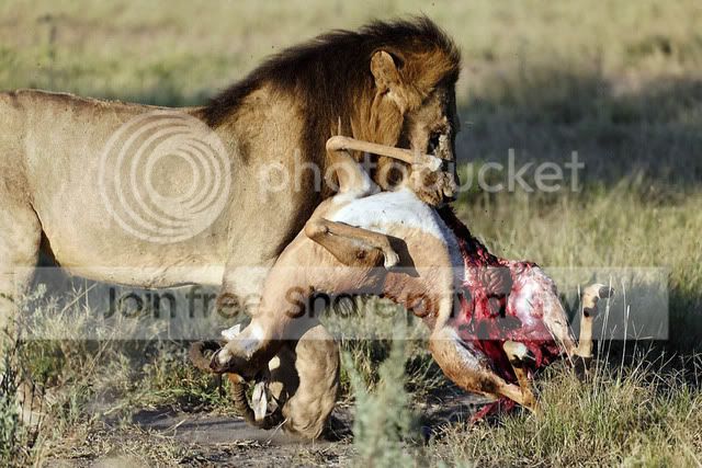 lion20carrying20impala.jpg