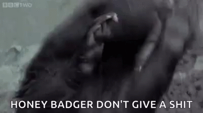 honey-badger-no-shit.gif