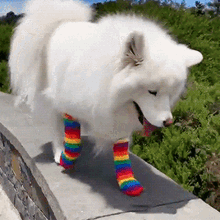 dog-cute.gif