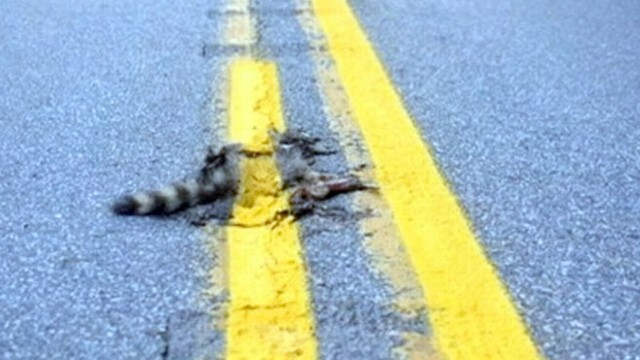abc_wabc_roadkill_120810_wg.jpg