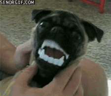 goggie-gif-chomp-chomp-chomp