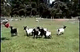 vmxdw0.gif