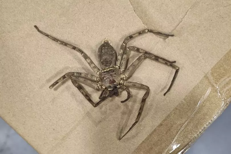 0_Huge-spider-same-size-as-a-hand-found-in-boxes-shipped-to-UK-from-China.jpg