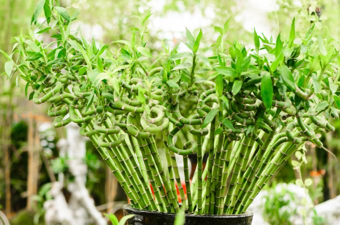 202932-680x450-luckybamboo.jpg