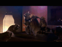 35fc5a0129b14875e73e763a863318f4_w200.gif