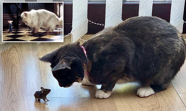 www.dailymail.co.uk