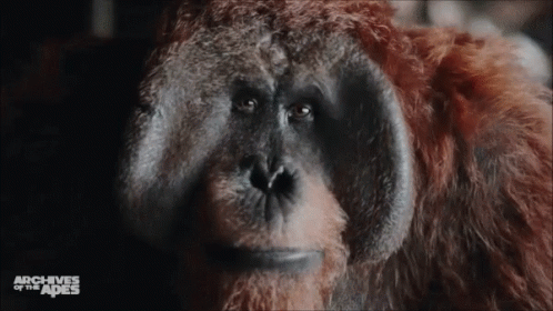 maurice-planete.gif