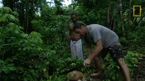 opening-up-a-coconut-primal-survivor.gif
