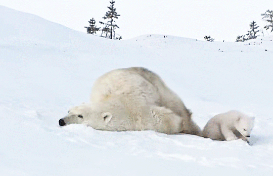 e55d79a8544d256341e81f51135e674f.gif