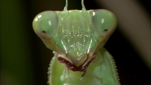 1J7.gif