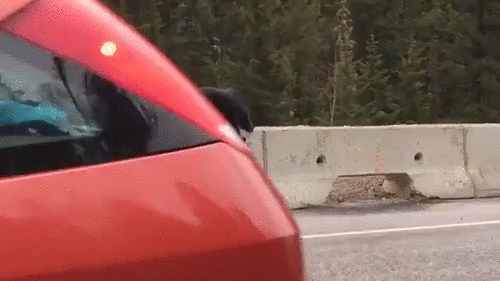 Bear_Pulls_Cub_Out_Of_Traffic.gif