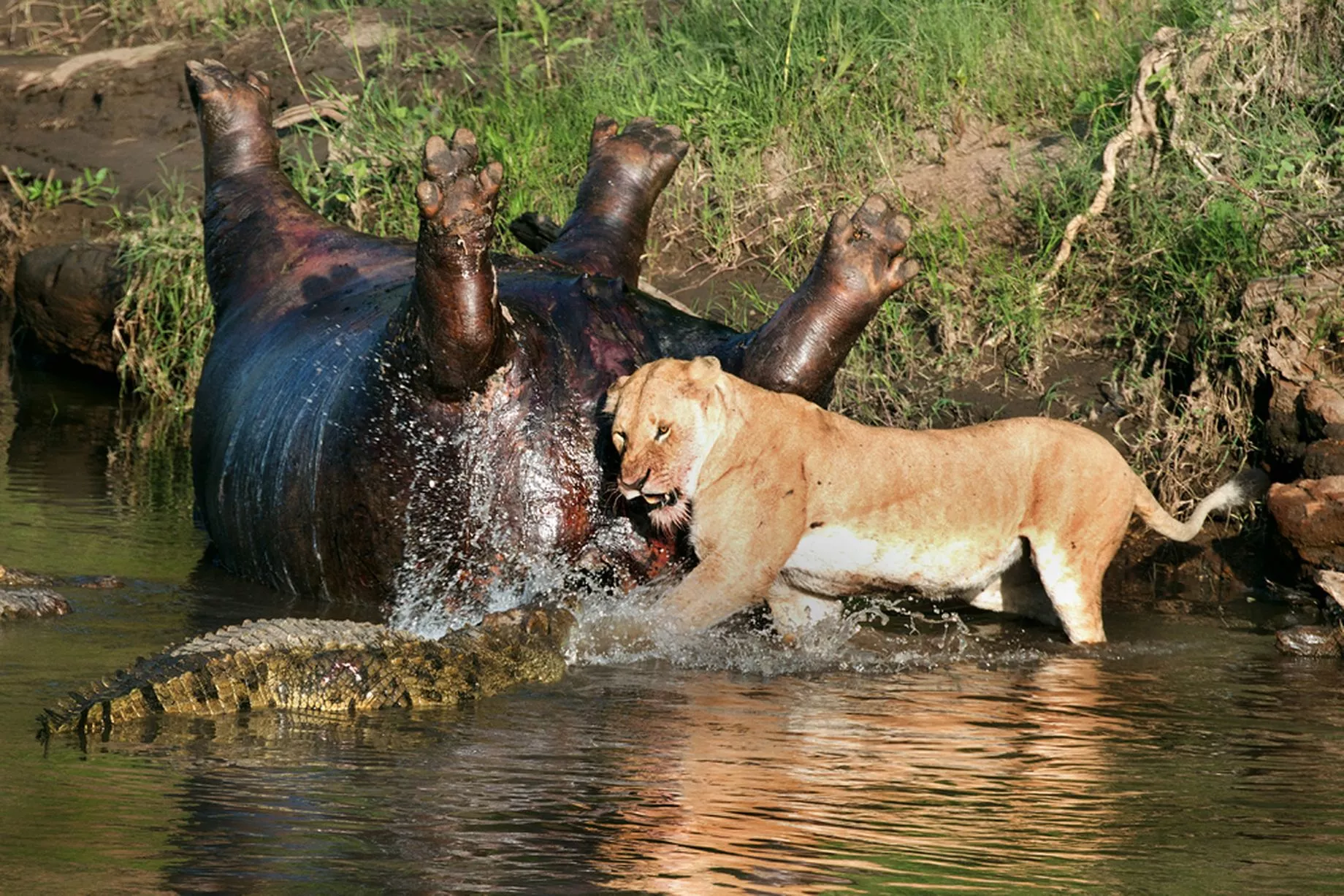 Croc-lion-fight-2.jpg