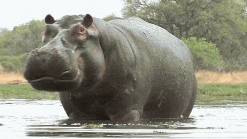 hippo-animal.gif