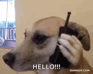 hello-yeshellodoghere.gif