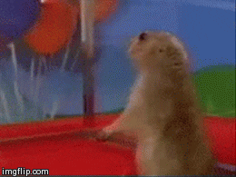 SQUIRREL.gif