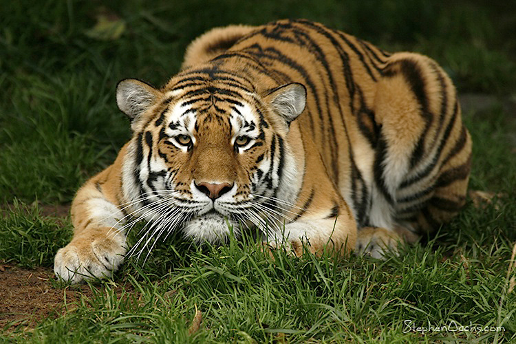 sfzoo-tiger-prowl.jpg