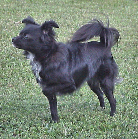 MIXLongHairedChihuahuaJapaneseSpitzPiper2years2.JPG