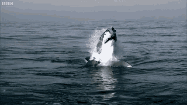great-white-shark-great-white.gif