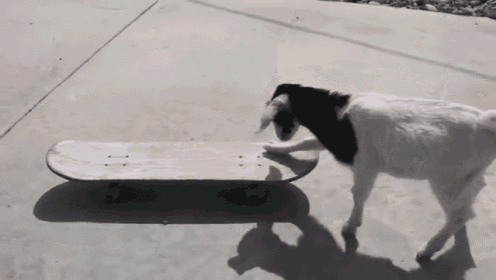 goat-skateboard.gif