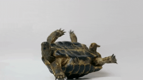 source.gif