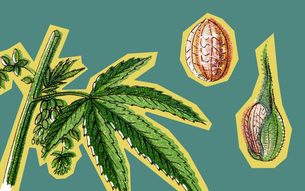 breeding-cannabis-seeds-week-1024x640.jpg