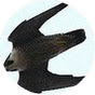 Stooping Falcon