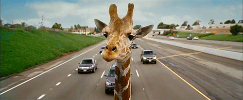 tumblr_n99ha0fnj91tuk7ruo3_500.gif