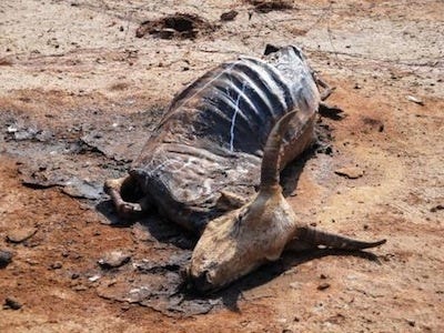 dead-bull-drought.jpg