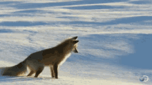 snow-snowing.gif