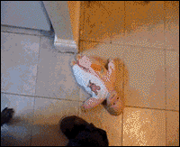 tumblr_niekq33XkD1s02vreo1_250.gif