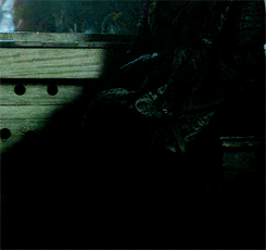 tumblr_n791ojYbz31rhamj6o5_250.gif