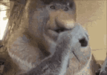 tenor.gif