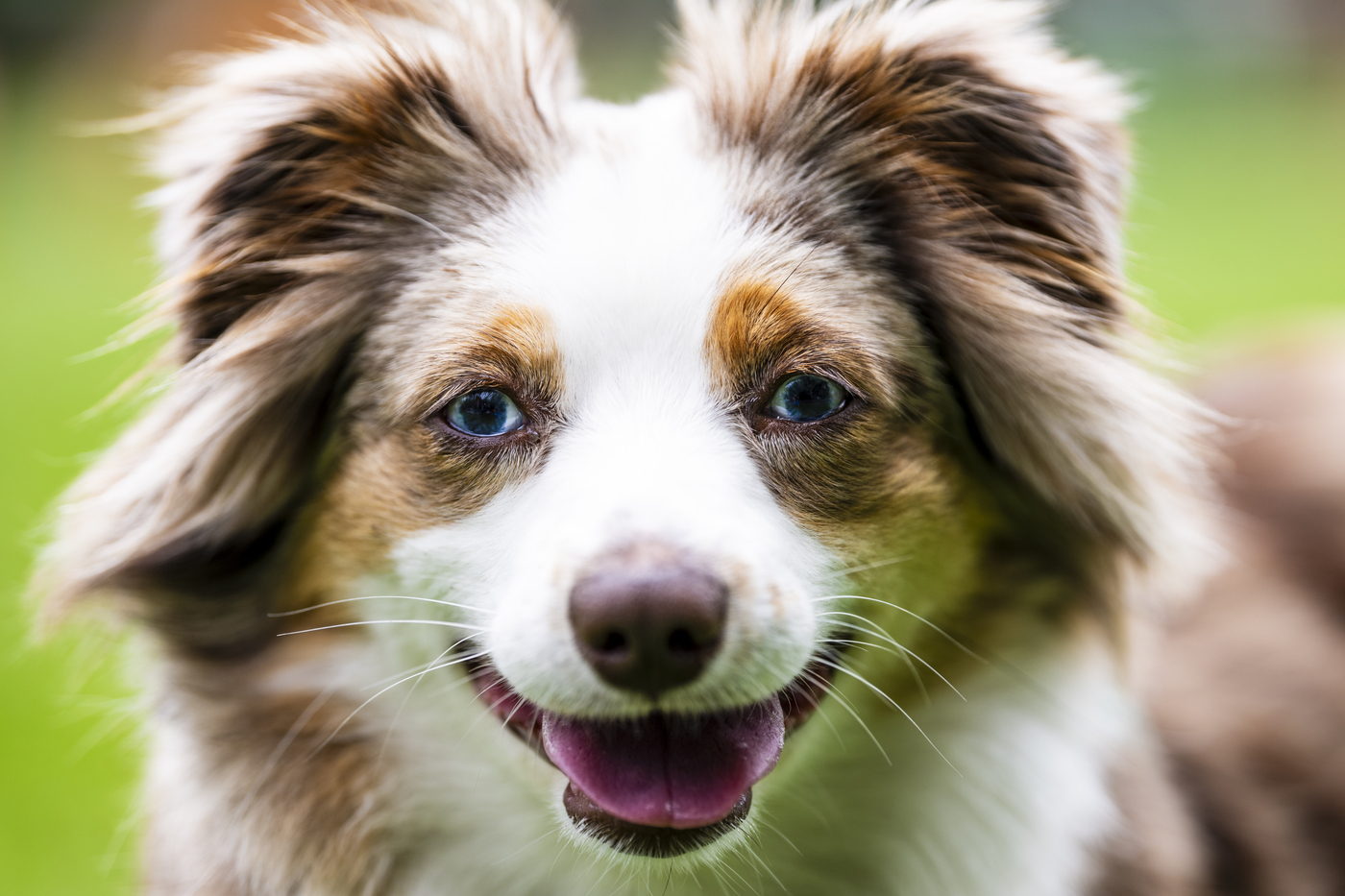 Dog1400.jpg