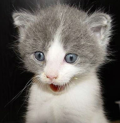 shocked+cat.jpg