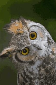 owl-blink.gif
