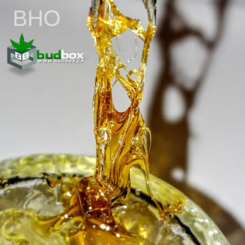 BHO-350x350.jpg