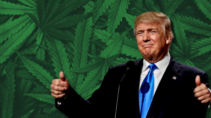 trump-cannabis.webp