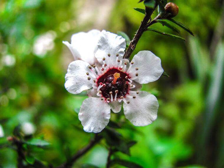 essential-oil-tea-tree.jpg