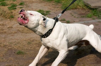 madpitbull.jpg