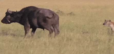 z2yq87us0px61.gif