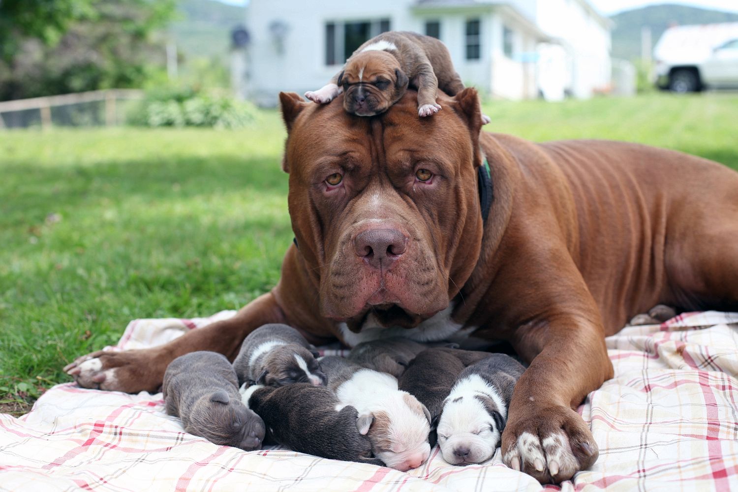 Pitbulls.jpg