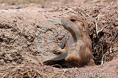 prairie-dog-hole-19735249.jpg