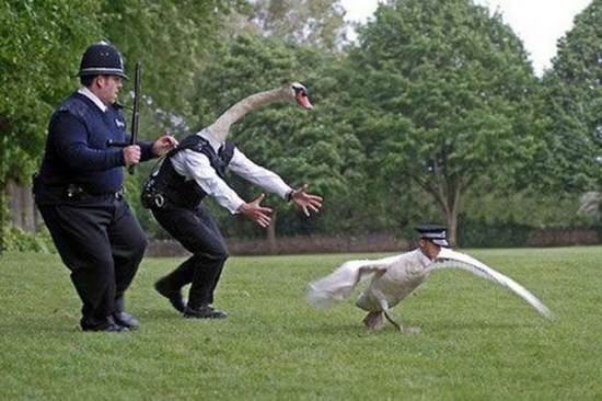 Random-Photoshopped-Pictures-022.jpg