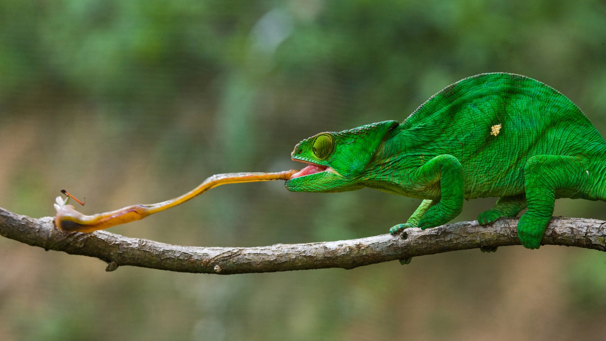 Chameleon-Tongue-Bug.jpg